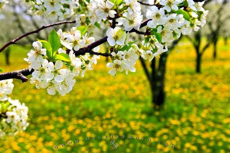 spring flowering tree photo information