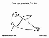 Fur Coloring Seal Northern Designlooter Exploringnature 5kb 612px sketch template