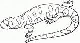 Lizard Coloring Pages Kids Gecko Salamander Drawing Printable Outline Template Print Getdrawings Results Bestcoloringpagesforkids sketch template