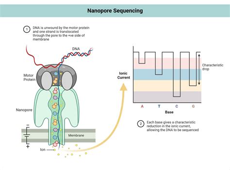 dna sequencing definition principle steps types