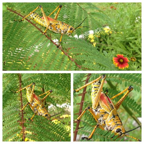 grasshopper florida grasshopper