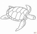 Turtle Hawaiian Coloring Pages Getcolorings Color sketch template
