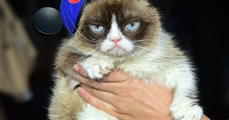 grumpy cat wins 710 000 in copyright infringement lawsuit
