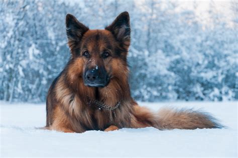 bavarian mountain hound  german shepherd breed comparison