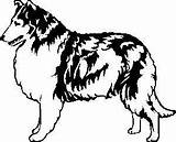 Collie Honden Plaatjes Anjing Colley Animasi Chien Gify Bergerak Animaatjes Owczarki Szkockie Animate Ruchome Obrazki Animowane sketch template