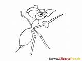 Ameise Ausmalbilder Insekten Malvorlage Zugriffe Malvorlagenkostenlos sketch template