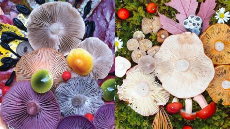 photographer proves  mushrooms  beautiful   unique fungi arrangement
