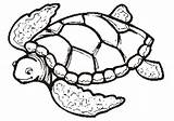 Coloring Pages Turtle Sea Turtles Printable Kids sketch template