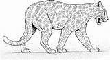 Jaguar Pantera Ausmalbilder Colorare Panther Pintar Ausmalbild Giaguari Giaguaro Coloriage Kolorowanki Onca Disegno Onça Boyama Leopardy Gepardy Walks Caminando Cammina sketch template