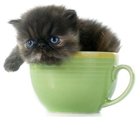teacup cats  miniature cats  complete guide