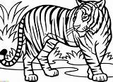 Tiger Tigru Mewarnai Gambar Harimau Tigre Colorat Hewan Colorare Macan Planse Marimewarnai Desene Ausdrucken Kostenlos Tigrul Tigers Jungle Ausmalen Animale sketch template