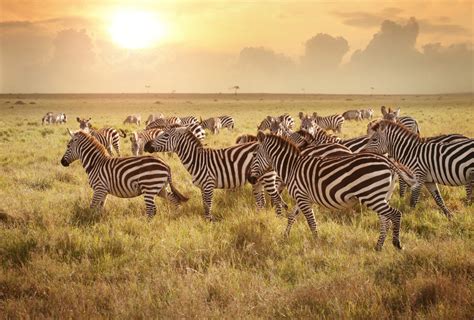zebra herds amazing journey  africa aol features
