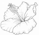 Hibiscus Coloring Pages Flower Getdrawings Flowers sketch template