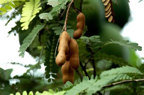 raj garden plants imli tamarind tamarindus indica  fruit