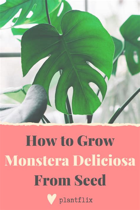 grow houseplants  seed plantflix monstera deliciosa