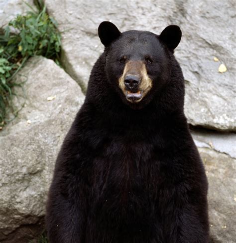 black bear bears photo  fanpop