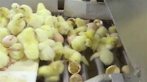 what the meat industry doesn t want you to see video