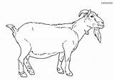 Goat Farm Animals Coloring Billy Color sketch template