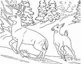 Coloring Animal Pages Realistic Deer Animals Printable Kids Buck Doe Read sketch template