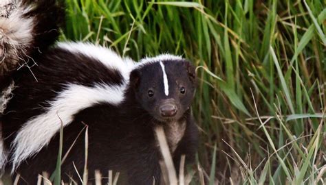 How To Tell A Female From A Male Skunk Sciencing