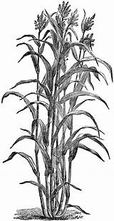 Cane Sugar Clipart Drawing Sugarcane Corn Plant Sorghum Etc Clip Cliparts Chinese Usf Edu Grass Getdrawings Drawings Gif Illustration Botanical sketch template