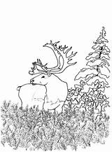 Coloring Pages Caribou Forest Woodland Animals Deer Printable Color Kids Popular Getcolorings sketch template