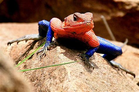 orange  blue lizard sitting  top   rock
