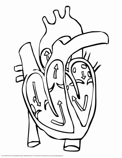 heart anatomy coloring worksheet lovely collection  human heart