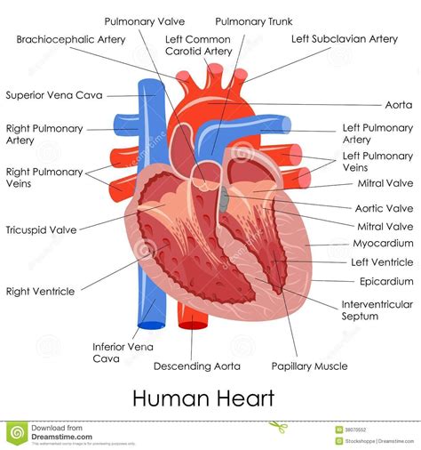 human heart anatomy human heart anatomy human heart diagram heart anatomy