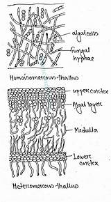 Lichens Thallus Hyphae sketch template