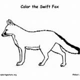 Fox Swift Mammals Coloring Category sketch template