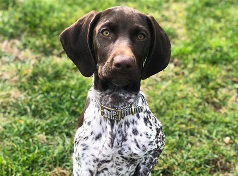 german shorthaired pointer breed info guide quirks