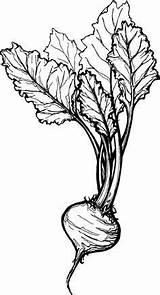 Beet Drawing Sketch Sugar Illustration Drawings Plant Beetroot Sketches Fruit Vegetable Vintage Pen Painting Tattoo Coloring Pages Visit Choose Board sketch template