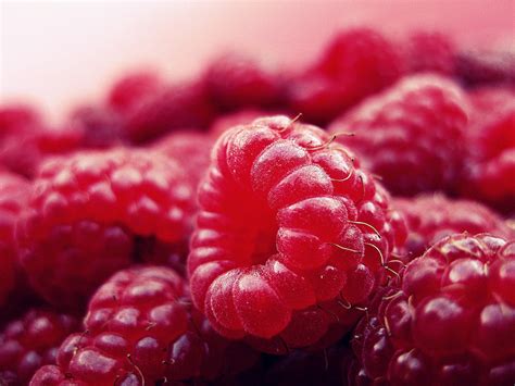 red raspberry  stock photo