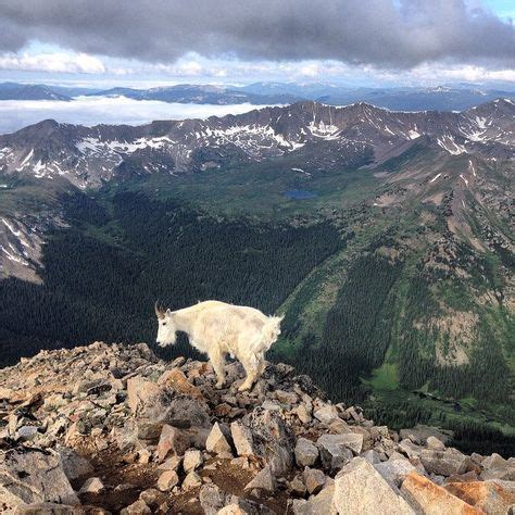 colorado wildlife ideas wildlife colorado colorado hiking