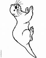 Otter Drawing Sea Coloring Pages Simple Outline Cute Easy Drawings Otters Monterey Getdrawings Clipartmag Getcolorings Paintingvalley Designlooter sketch template