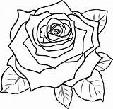 Rose Line Drawing Drawings Cliparts Library Clipart sketch template
