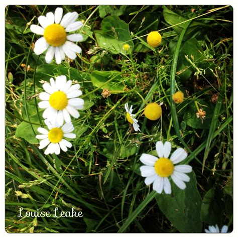 Summertime Daisies With Images Summertime Garden Plants