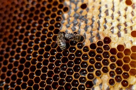 open bijenkorf met bijen kruipt langs de bijenkorf op honingraat houten frame bijenteelt