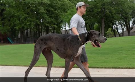 great dane named zeus crowned tallest dog   world rajpostexamcom