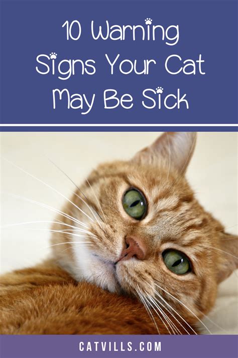 warning signs   cat  sick cat illnesses cat remedies cat ailments