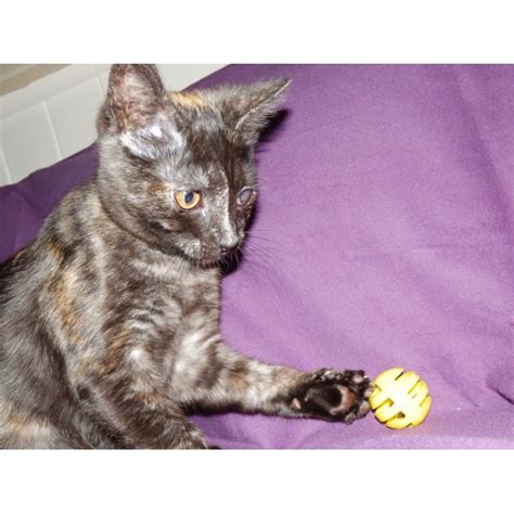 gabby female cat  qld petrescue