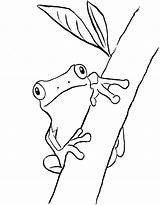 Frog Coloring Tree Frogs Pages Drawing Green Printable Kids Color Line Print Printables Outline Drawings Samanthasbell Sheets Rainforest Template Getdrawings sketch template