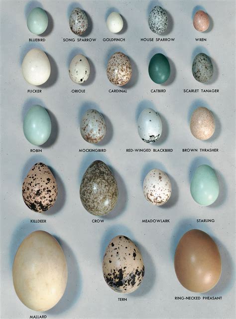 egg biology anatomy function britannica