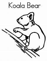 Koala Coloring Bear sketch template