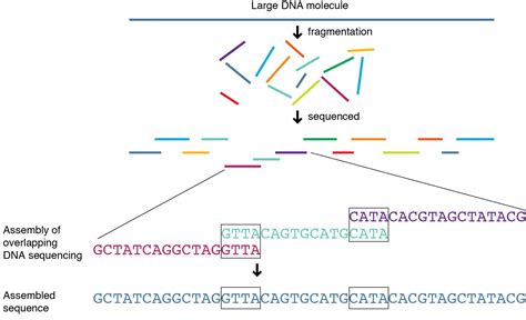 genome sequencing genetics generation