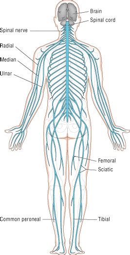 Anatomy Cpreplab Anatomy And Physiology