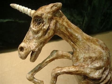 unicorn fetus dry preserved equus unicornis cm catawiki
