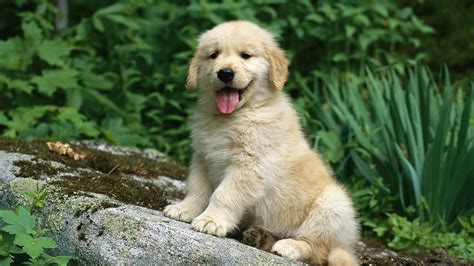 golden retriever puppies wallpaper desktop wallpapersafari