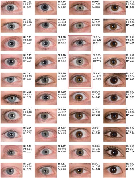 forty shades  color dna   court nature biotechnology eye color facts eye color